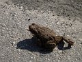 DSCF6524